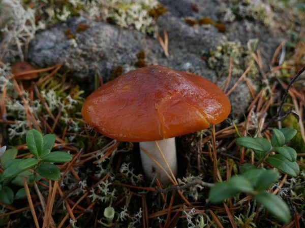 Mushroom identifying and picking course